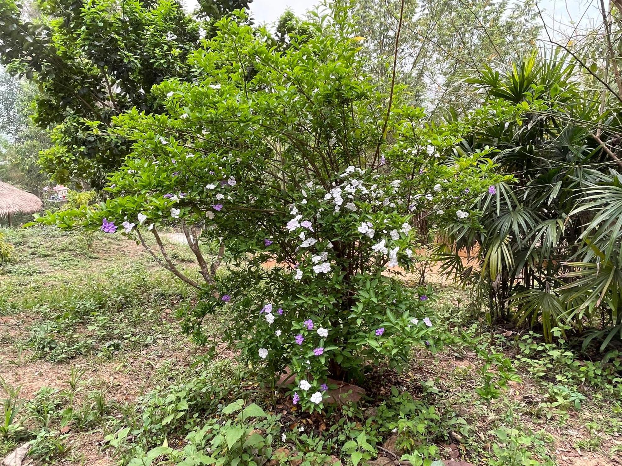 Chiang Dao Roundhouses Экстерьер фото