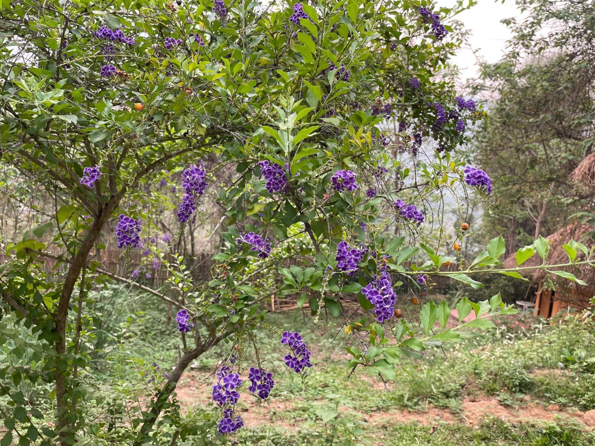 Chiang Dao Roundhouses Экстерьер фото
